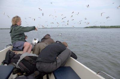 Martijn de Jonge laat met zijn 'birdingboat' de delta van de IJssel zien