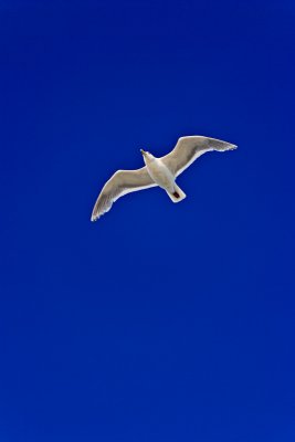 seagull soaring 13914