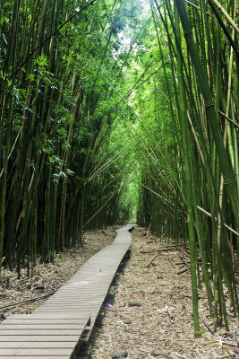 Bamboo forest Path 31651 