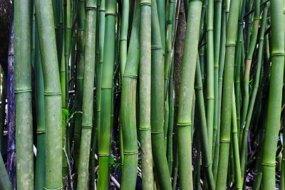 Bamboo 31653 