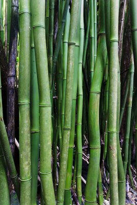 Bamboo 31658 