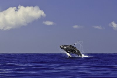Breach 31770 humpback whale breach