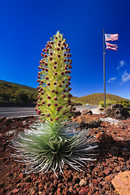 Silversword 19249 