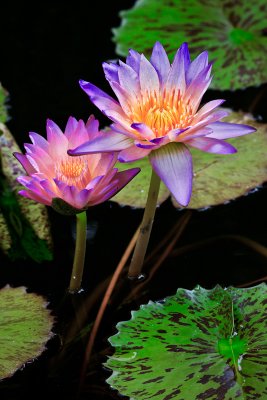 water lily - Two Lilies - 28943 water lily