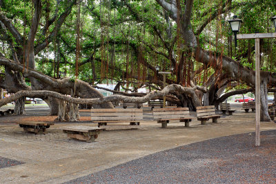 Lahaina banyan tree park 30754 