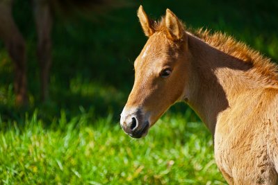 horse 07717 baby horse