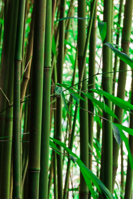 Bamboo forest 08528 