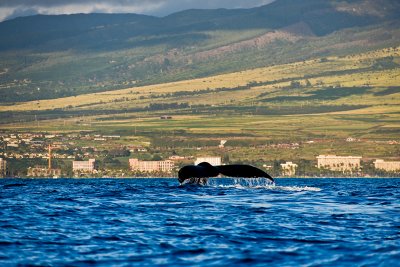 tail 15717 humpback whale tai off Maui