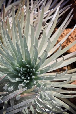 Silversword 21176 