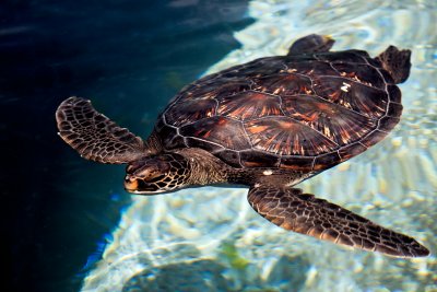 sea turtle 32218 