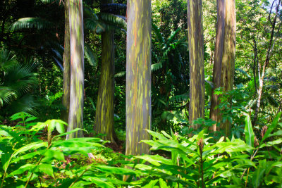 Painted Eucalyptus 29713