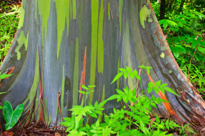 Painted Eucalyptus 29725