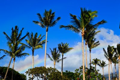 Palm trees 33173.jpg