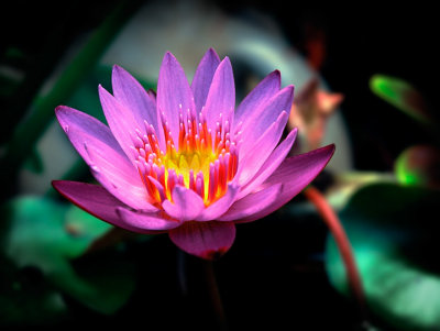 Water Lily