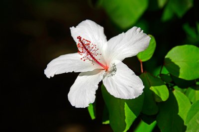 Hibiscus - White Hibiscus