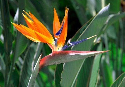 Bird of Paradise