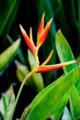 Heliconia 10914