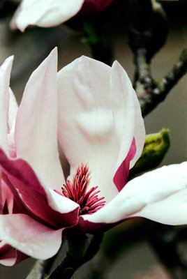 China Magnolia