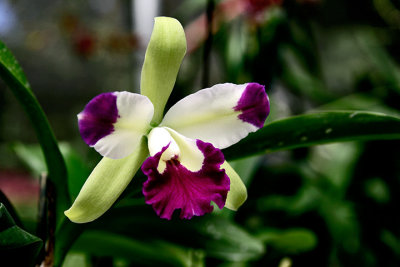 orchid - Cateliya Orchid