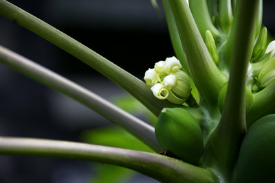 Papaya Blossom