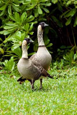 Nene - Hawaiian Nene Geese