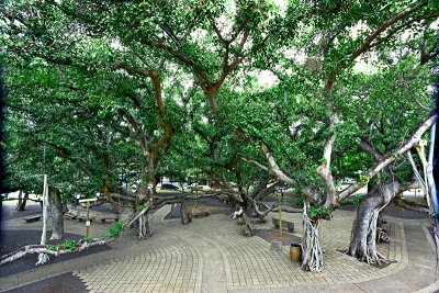 Lahaina Banyan Tree #6