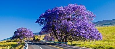 Jacaranda #8