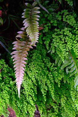 Ferns