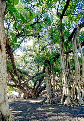 Lahaina Banyan Tree #5