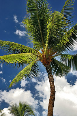 Palm tree - Lahaina Palm