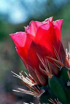 Desert Tulip