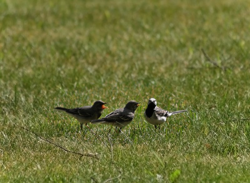 wagtail family :o)