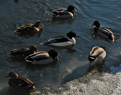 mallards & merganser