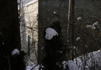 snow dog :o) 