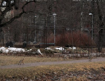 three rabbits enjoying the beginning of spring