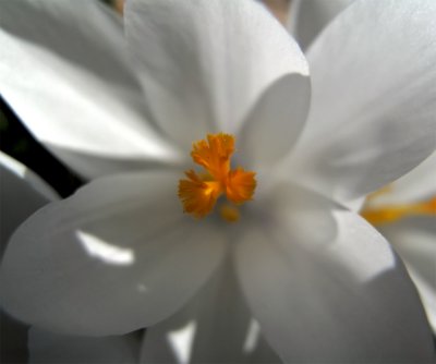 sign of spring