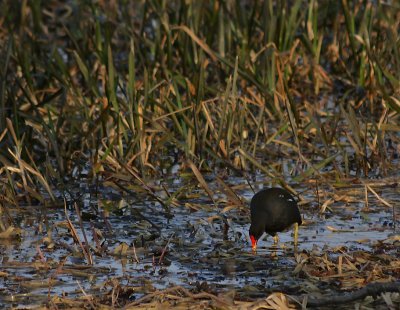 Moorhen