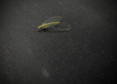 little green guy