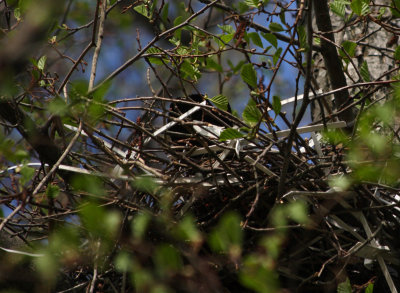 nesting time