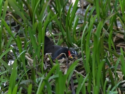 Moorhen in her nest