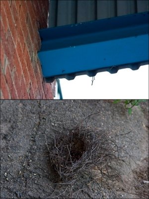 the nest fell down :o( 