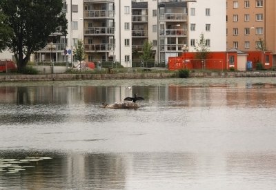 mallard, cormorant and gull