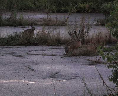 bunny buddies :o)
