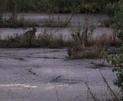bunny-buddies :o)