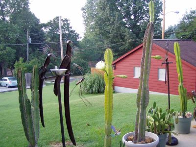 flowering cactus