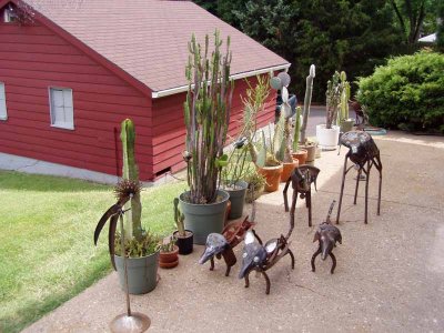 cactus  and a pack of dogs