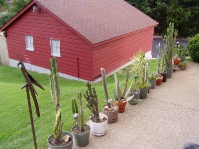 studio with cactus and bird