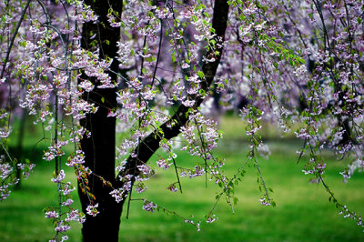 Blossom.jpg