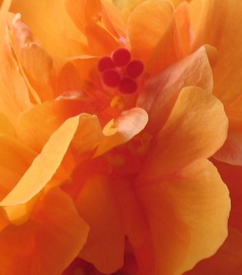 hibiscus arancio
