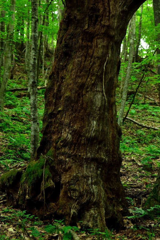 20120701_026w.jpg